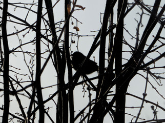 Blurred bird silhouette among dark branches