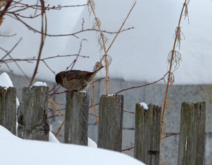 Lonely sparrow (Passer domesticus) sitting on wooden fence