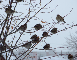 Flock of house sparrows (Passer domesticus) hiding among branches. 