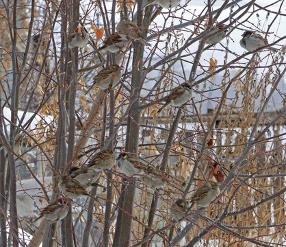 Flock of house sparrows (Passer domesticus) hiding among branches