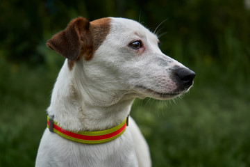 Jack Russell Terrier