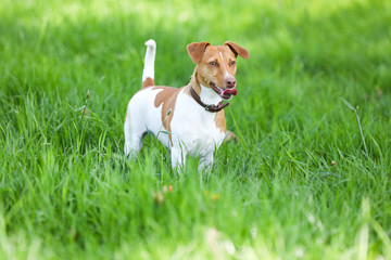 Jack Russell Terrier auf einem Spaziergang