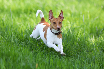 Jack Russell Terrier auf einem Spaziergang