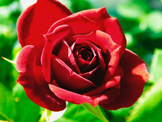red rose