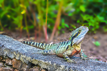 Tiny dragon - Colorful iguana on rock wall with blurred tropical background - selective focus
