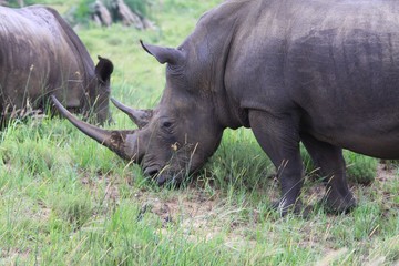 Obraz premium rhinocéros