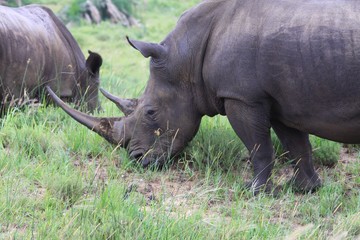 rhinocéros