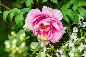 Rosafarbene Blüte einer Gartenpflanze