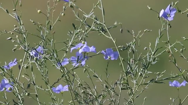 Branching herbs and the last flowers as color inclusions in the Prairie at the end of summer. Linum usitatissimum beautiful waving in wind close