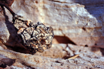 Rotten black and white dry last year pear on blurry wooden background