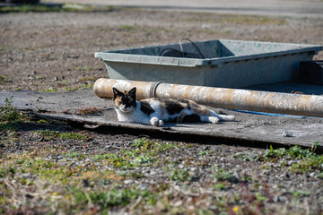 Stray cat in a fishing village,calico cat