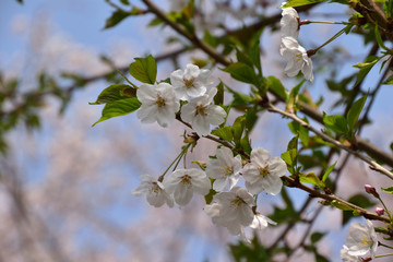 桜(sakura)