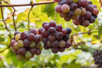 The grape tree and the fruit, on the branch