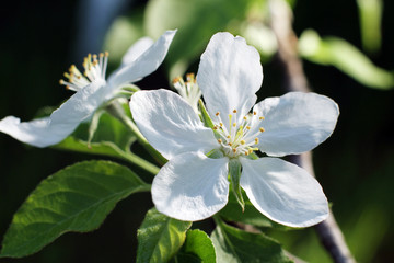 White cherry flowers close up