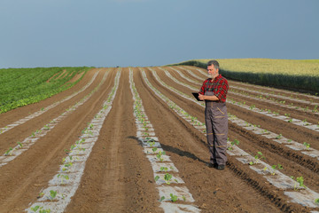 Farmer inspecting melon planting in field