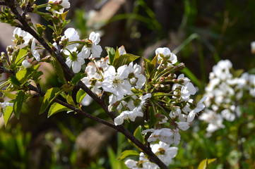 Fototapeta premium Close-up of White Cherry Blossoms, Nature, Macro