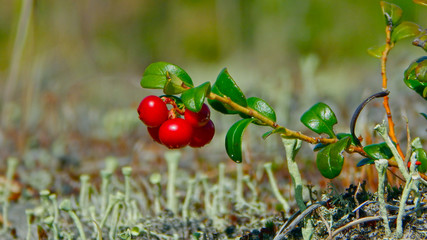 cowberry