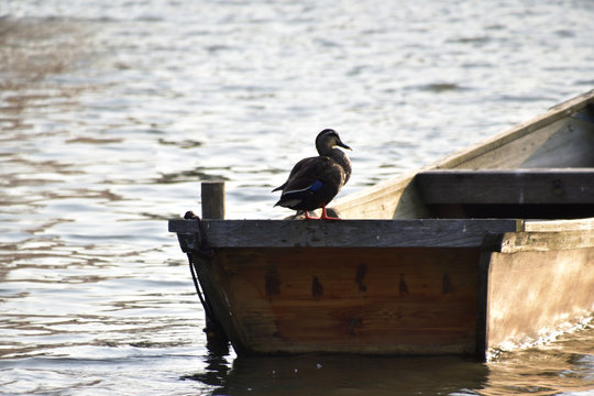 カモ(DUCK)