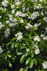 bosquet de fleurs blanche d'un oranger du Mexique. Choisya (rutaceae)