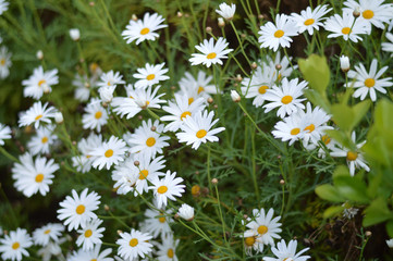 Close-up of White Daisy in Bloom, Nature