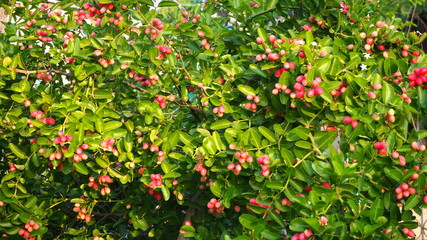 Carissa carandas is a very strong woody shrub with a number of spines. It grows well in the hilly regions of India. The fruits, which are green when young and dark purple when mature.