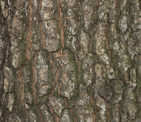 Fototapeta premium Old bark texture