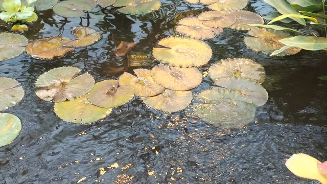 Lily pads above the surface of water. Water Nymphaea blanda and Victoria amazonica in a pond. Tropical flowers background. Camera movement