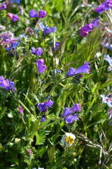 Close-up of Viper's Bugloss Flowers, Blueweed, Echium Vulgare, Nature, Macro