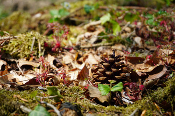 Bright Spring Forest Moss and Pine Cone Background