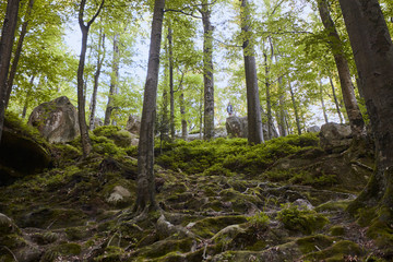 Forest landscape fairytale beech forest and huge stones