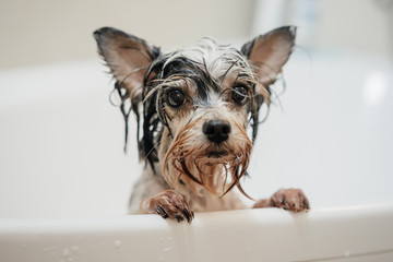 portrait of a little cute doggy after bathing. animal care