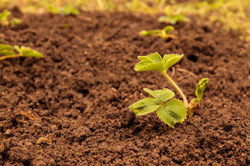 Strawberry seedlings in the greenhouse.