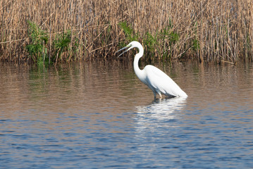 Western great Egret in the Netherlands.