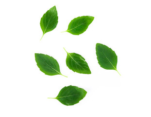 Fresh green mint leaves isolated on white background, Herb and medical concept