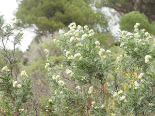 Anthyllis barba-jovis. Arbuste d'argent ou barbe de Jupiter aux fleurs jaunes en extrêmité de rameaux dressés gris argentés