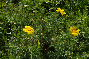 Close-up of Yellow Wild Daisies, Nature