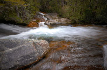 Fototapeta premium stream in forest