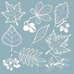 Set template for laser cutting and Plotter. Oak, maple, Rowan, chestnut, berries, acorn, seeds, birch, ash. Leaves for decoration. Vector illustration. Sticker set. Plotter and screen printing.