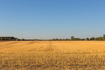 Obraz premium Weite Feldstrecken ausgetrockneter Erde und vertrockneter Getreidestoppel