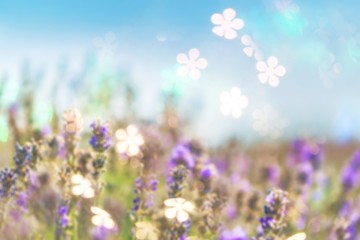 Beautiful violet lavender field