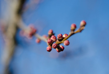Red young buds of apricot in Spring Garden on a sunny day