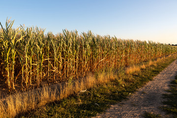 Braune und grüne Maisstängel auf einem durch enorme Hitze vertrocknetem Maisfeld