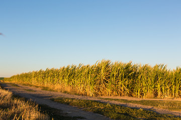 Weite Bereiche eines Maisfelds, das durch die enorme Hitze und Trockenheit ausgetrocknet ist