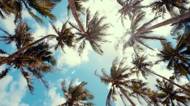 Palm trees concept viddeo