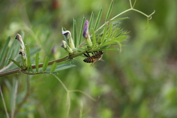 Buzz goes the Bee