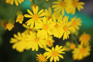 Yellow Wildflowers