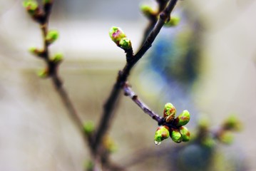 branch of a tree