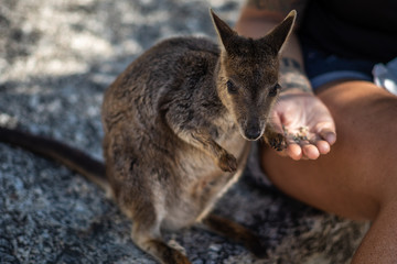 einzelnes Wallaby wird aus der Hand gefüttert
