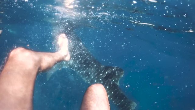 Diving with whale sharks underwater