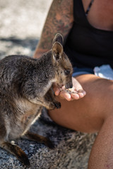 einzelnes Wallaby wird aus der Hand gefüttert